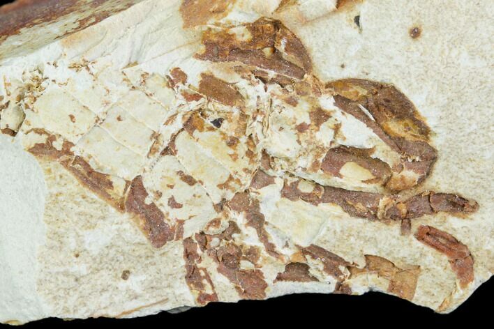 Partial Fossil Pea Crab (Pinnixa) From California - Miocene #105041